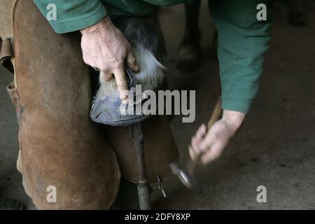 Schmied mit Pferd, schlagen in neu eingesetzte Pferde Schuh Nagel Stockfoto