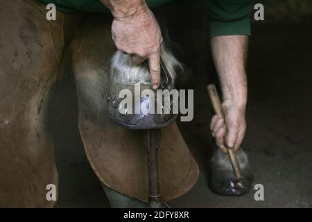 Schmied mit Pferd, schlagen in neu eingesetzte Pferde Schuh Nagel Stockfoto