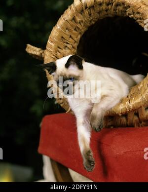 Balinesische Hauskatze, Erwachsener legt im Korb Stockfoto