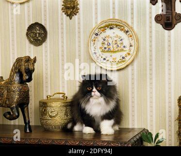 Schwarze und weiße persische Hauskatze Stockfoto