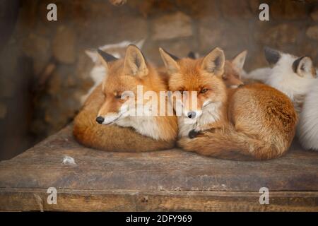 Süße flauschige Füchse in einem Käfig im Zoo. Stockfoto