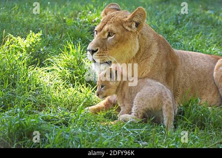 African Lion, panthera leo, Weiblich mit Cub auf Gras stehen Stockfoto