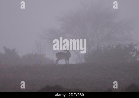 Fordingbridge, Hampshire, UK, 7. Dezember 2020, Wetter: New Forest Hirsche im eisigen Nebel im South of England Nationalpark. Stockfoto