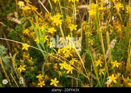 Eine schöne gelbe Johanniskraut in der Mitte eines Weizenfeldes, Nahaufnahme Stockfoto