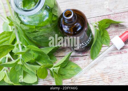 Wasserminze-Tinktur, Wasserminzen-Tinktur, alkoholischer Auszug, Tinktur, Tinkturen, Wasserminze, Wasser-Minze, Minze, Mentha aquatica, Horsemint, Wat Stockfoto