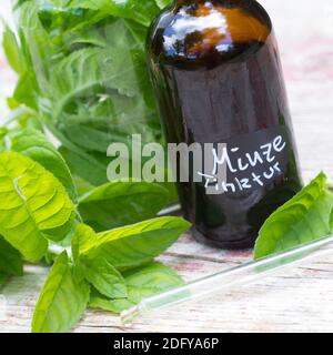 Wasserminze-Tinktur, Wasserminzen-Tinktur, alkoholischer Auszug, Tinktur, Tinkturen, Wasserminze, Wasser-Minze, Minze, Mentha aquatica, Horsemint, Wat Stockfoto