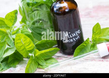 Wasserminze-Tinktur, Wasserminzen-Tinktur, alkoholischer Auszug, Tinktur, Tinkturen, Wasserminze, Wasser-Minze, Minze, Mentha aquatica, Horsemint, Wat Stockfoto