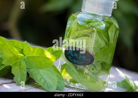 Wasserminze-Tinktur, Wasserminzen-Tinktur, alkoholischer Auszug, Tinktur, Tinkturen, Wasserminze, Wasser-Minze, Minze, Mentha aquatica, Horsemint, Wat Stockfoto