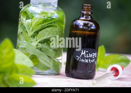 Wasserminze-Tinktur, Wasserminzen-Tinktur, alkoholischer Auszug, Tinktur, Tinkturen, Wasserminze, Wasser-Minze, Minze, Mentha aquatica, Horsemint, Wat Stockfoto