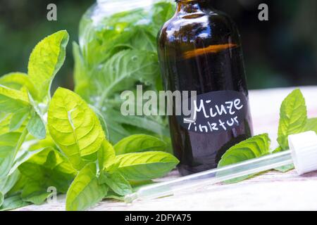 Wasserminze-Tinktur, Wasserminzen-Tinktur, alkoholischer Auszug, Tinktur, Tinkturen, Wasserminze, Wasser-Minze, Minze, Mentha aquatica, Horsemint, Wat Stockfoto