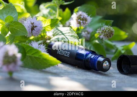 Wasserminze-Tinktur, Wasserminzen-Tinktur, alkoholischer Auszug, Tinktur, Tinkturen, Roll-On, Roll On, Wasserminze, Wasser-Minze, Minze, Mentha aquati Stockfoto