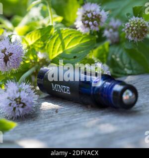 Wasserminze-Tinktur, Wasserminzen-Tinktur, alkoholischer Auszug, Tinktur, Tinkturen, Roll-On, Roll On, Wasserminze, Wasser-Minze, Minze, Mentha aquati Stockfoto