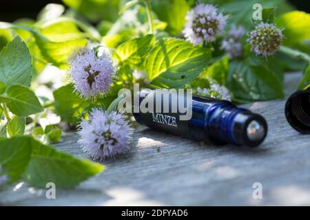 Wasserminze-Tinktur, Wasserminzen-Tinktur, alkoholischer Auszug, Tinktur, Tinkturen, Roll-On, Roll On, Wasserminze, Wasser-Minze, Minze, Mentha aquati Stockfoto