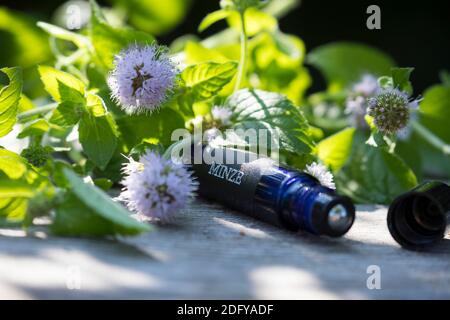 Wasserminze-Tinktur, Wasserminzen-Tinktur, alkoholischer Auszug, Tinktur, Tinkturen, Roll-On, Roll On, Wasserminze, Wasser-Minze, Minze, Mentha aquati Stockfoto