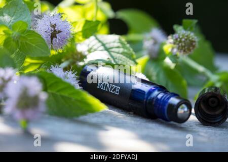 Wasserminze-Tinktur, Wasserminzen-Tinktur, alkoholischer Auszug, Tinktur, Tinkturen, Roll-On, Roll On, Wasserminze, Wasser-Minze, Minze, Mentha aquati Stockfoto