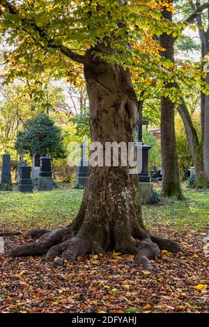 Blick auf den berühmten Alten Nordfriedhof von München, Deutschland mit historischen Grabsteinen. Seit 1944 werden hier keine Beerdigungen mehr abgehalten. Stattdessen ist der Friedhof Stockfoto