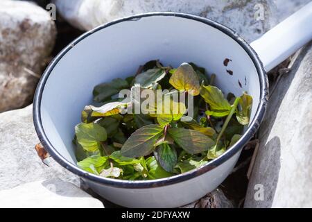 Wasserminze-Ernte, Ernte, Kräuterernte, Wasserminze, Wasser-Minze, Minze, Mentha aquatica, Horsemint, Water Mint, Menthe aquatique Stockfoto