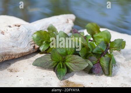 Wasserminze-Ernte, Ernte, Kräuterernte, Wasserminze, Wasser-Minze, Minze, Mentha aquatica, Horsemint, Water Mint, Menthe aquatique Stockfoto