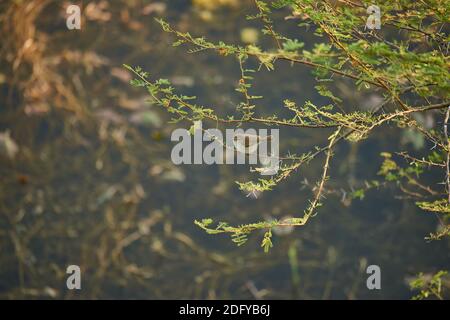 Eine gewöhnliche Chiffchaff (Phylloscopus collybita) auf einem Akazienbaum im Todgarh Raoli Wildlife Sanctuary in Rajasthan, Indien Stockfoto