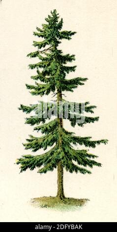 Norwegen Fichte, Europäische Fichte / Picea abies / Fichte / Botanik Buch, 1886) Stockfoto