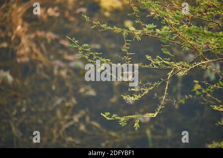 Eine gewöhnliche Chiffchaff (Phylloscopus collybita) auf einem Akazienbaum im Todgarh Raoli Wildlife Sanctuary in Rajasthan, Indien Stockfoto