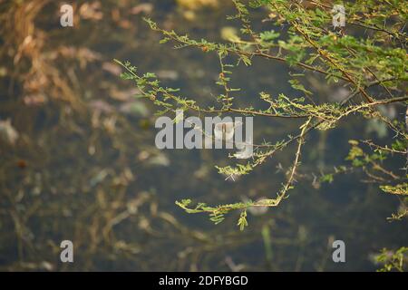 Eine gewöhnliche Chiffchaff (Phylloscopus collybita) auf einem Akazienbaum im Todgarh Raoli Wildlife Sanctuary in Rajasthan, Indien Stockfoto