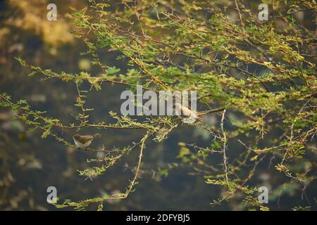 Eine gewöhnliche Chiffchaff (Phylloscopus collybita) auf einem Akazienbaum im Todgarh Raoli Wildlife Sanctuary in Rajasthan, Indien Stockfoto