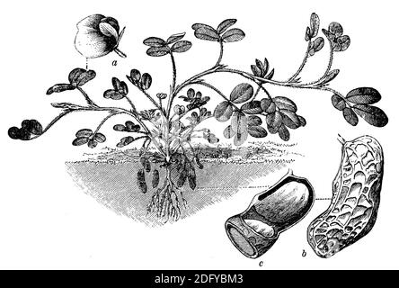 Erdnuss / Arachis hypogaea / Erdnuss (Enzyklopädie, 1898) Stockfoto