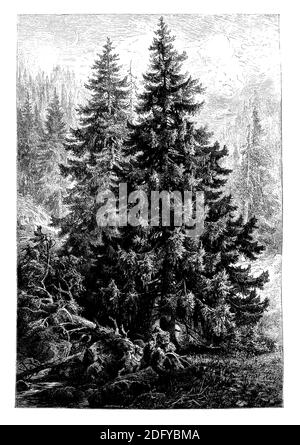 Norwegen Fichte, Europäische Fichte / Picea abies / Fichte (Botanikbuch, 1888) Stockfoto