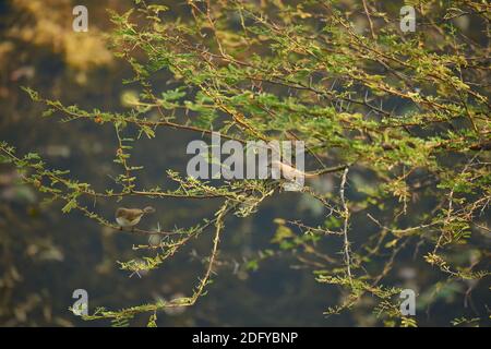 Eine gewöhnliche Chiffchaff (Phylloscopus collybita) auf einem Akazienbaum im Todgarh Raoli Wildlife Sanctuary in Rajasthan, Indien Stockfoto