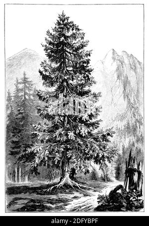 Norwegen Fichte, Europäische Fichte / Picea abies / Fichte (Botanikbuch, 1898) Stockfoto