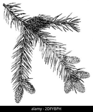 Norwegenfichte, Europäische Fichte / Picea abies / Fichte (Enzyklopädie, 1891) Stockfoto
