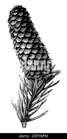 Norwegenfichte, Europäische Fichte / Picea abies / Fichte (Enzyklopädie, 1891) Stockfoto