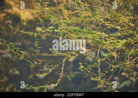 Eine gewöhnliche Chiffchaff (Phylloscopus collybita) auf einem Akazienbaum im Todgarh Raoli Wildlife Sanctuary in Rajasthan, Indien Stockfoto