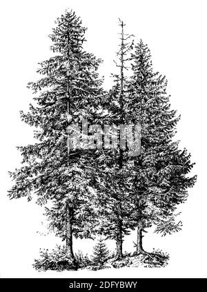 Norwegenfichte, Europäische Fichte / Picea abies / Fichte (Enzyklopädie, 1898) Stockfoto