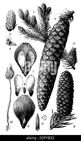 Norwegenfichte, Europäische Fichte / Picea abies / Fichte (Enzyklopädie, 1898) Stockfoto