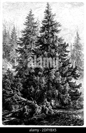 Norwegen Fichte, Europäische Fichte / Picea abies / Fichte (, ) Stockfoto