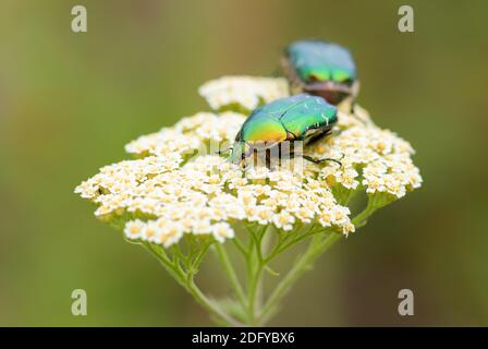 Rosenkäfer - Cetonia aurata, schöner Metallkäfer aus europäischen Wiesen, Stramberk, Tschechien. Stockfoto