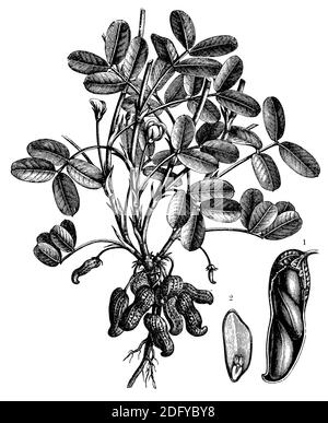 Erdnuss / Arachis hypogaea / Erdnuss (, ) Stockfoto