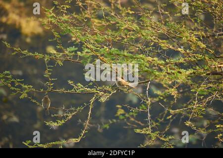 Eine gewöhnliche Chiffchaff (Phylloscopus collybita) auf einem Akazienbaum im Todgarh Raoli Wildlife Sanctuary in Rajasthan, Indien Stockfoto