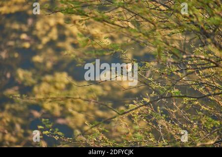 Eine gewöhnliche Chiffchaff (Phylloscopus collybita) auf einem Akazienbaum im Todgarh Raoli Wildlife Sanctuary in Rajasthan, Indien Stockfoto