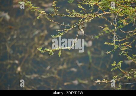 Eine gewöhnliche Chiffchaff (Phylloscopus collybita) auf einem Akazienbaum im Todgarh Raoli Wildlife Sanctuary in Rajasthan, Indien Stockfoto