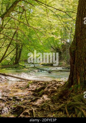 Kaskaden am Fluss Tanew, Szumy nad Tanwia, Naturschutzgebiet Tanew, Roztocze, Woiwodschaft Lublin, Polen Stockfoto
