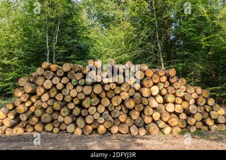 Haufen oder Stapel von gefällten Bäumen an einem Holzfällplatz, Entwaldung, Holzstämme im Wald in Rheinland-Pfalz, Deutschland, Westeuropa Stockfoto