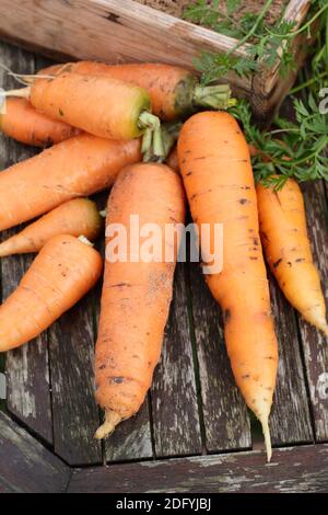 Daucus carota 'Herbstkönig'. Frisch geerntete selbstgewachsene Karotten trocknen etwas, bevor sie in feuchtem Sand in einer Holzkiste gelagert werden. VEREINIGTES KÖNIGREICH Stockfoto