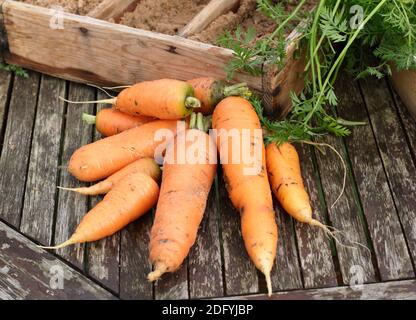 Daucus carota 'Herbstkönig'. Frisch geerntete selbstgewachsene Karotten trocknen etwas, bevor sie in feuchtem Sand in einer Holzkiste gelagert werden. VEREINIGTES KÖNIGREICH Stockfoto