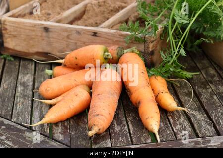 Daucus carota 'Herbstkönig'. Frisch geerntete selbstgewachsene Karotten trocknen etwas, bevor sie in feuchtem Sand in einer Holzkiste gelagert werden. VEREINIGTES KÖNIGREICH Stockfoto