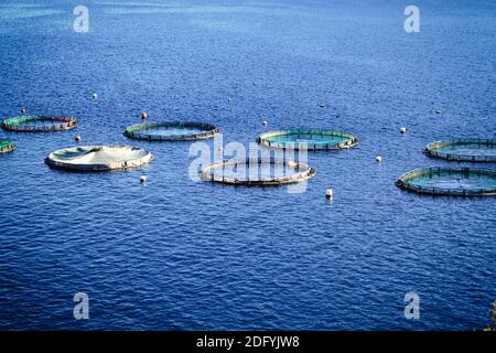 Aquakultursiedlung, Fischfarm mit schwimmenden Kreiskäfigen rund um die Bucht von Attika in Griechenland. Stockfoto