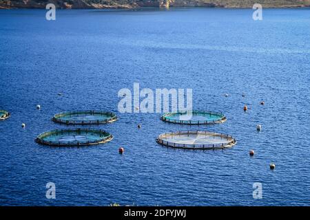 Aquakultursiedlung, Fischfarm mit schwimmenden Kreiskäfigen rund um die Bucht von Attika in Griechenland. Stockfoto