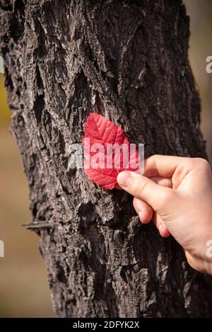 Ein rotes Blatt in der Hand eines Kindes gegen die Rinde Eines alten Baumes Stockfoto